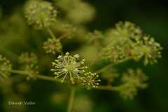 Aralia cachemirica